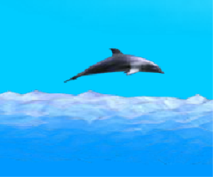 Dolphin