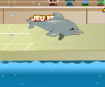 My Dolphin Show